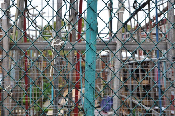 chain link fence in front of a large number of wooden stakes that were used in a vegetable garden earlier in the season, but now autumn so there are no plants 