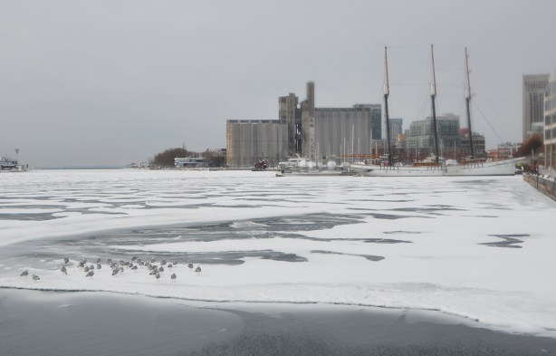 ducks onthe ice on Lake Ontario in the foreground, Canada Malting Co silos in the backgrounds