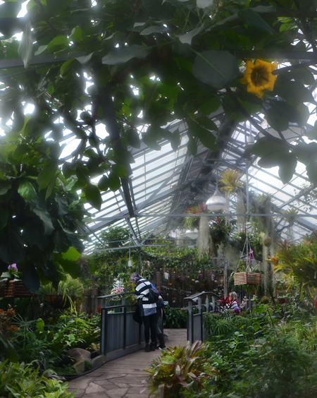 inside shot at Allan Gardens conservatory, with two people looking at the plants, glass roof, large yellow flowers 