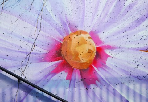 part of a mural, large light purple flower with yellow center and dark pink at inner most part of petals 