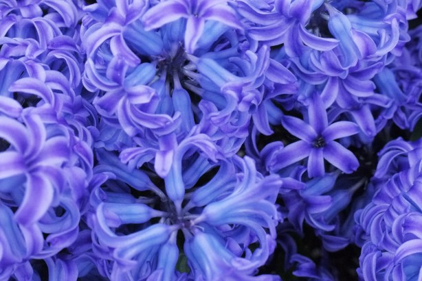 close up, from the top, of a group of hyacinth flowers, blues and purple tones