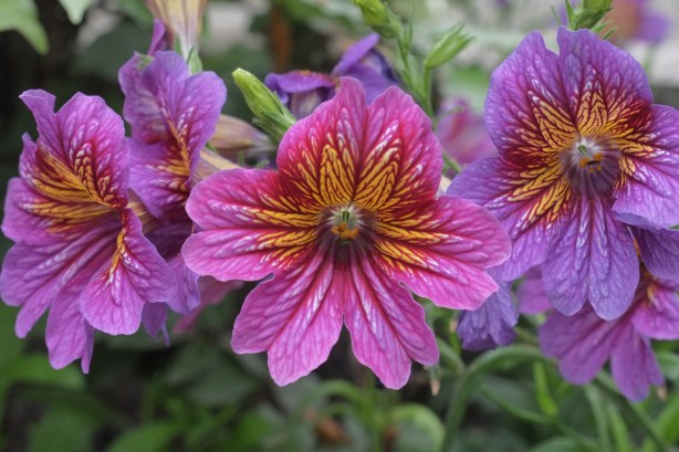 three pink and purple flowers, with orangish centers, 