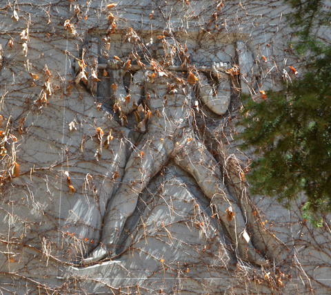 on a wall, covered with ivy plant (early spring so no leaves), relief sculpture of a man with legs spread apart, and holding barbells across his shoulders, weight lifter, 
