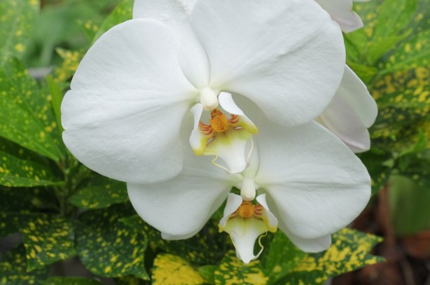 two white orchids in bloom