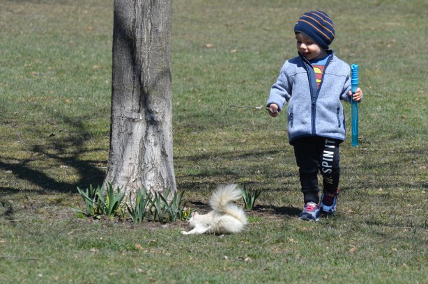 a white albino squirrel is on the ground beside a small tree with daffodils starting to grow up beside, a young boy is walking towards the squirrel