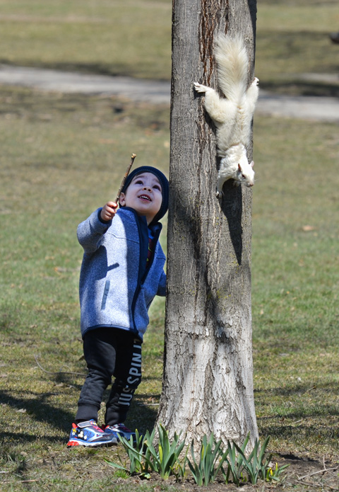 a boy looks up a tree, a white albino squirrel is headed down the other side of the tree trunk 
