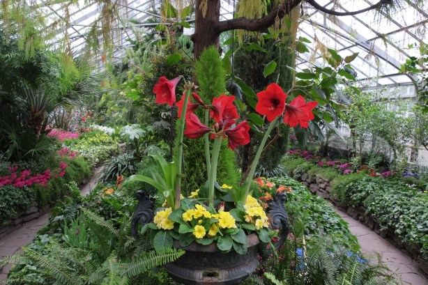 inside Allan Gardens conservatory, tees, yellow flowers, red amarylis