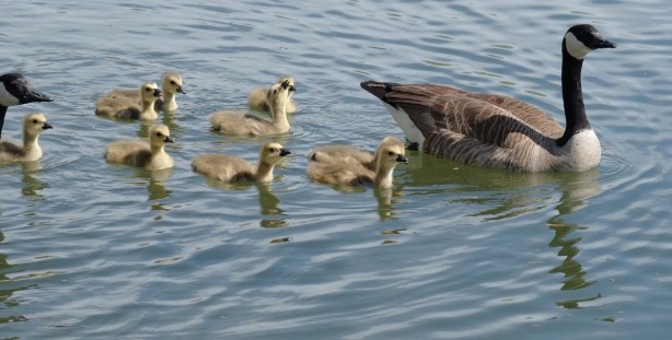 family of Canada geese, 2 adults and 7 or 8 fluffy little goslings swimming in the water