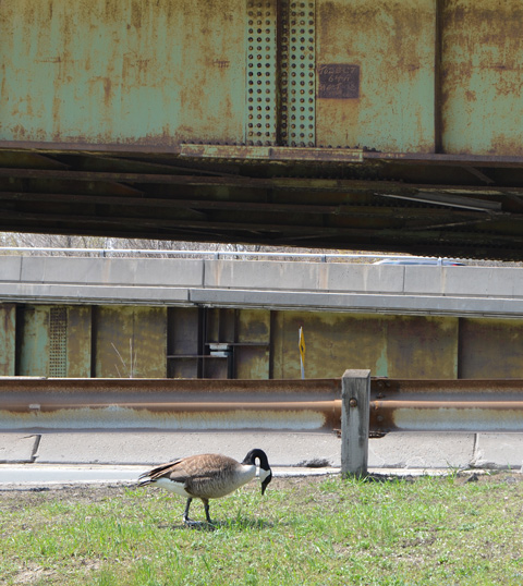 A lone Canada Goose walking on a small stretch of grass beside a busy road and the onramp to the DVP. head down, looking for food.