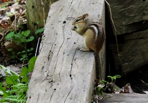a chipmunk on a wood rail