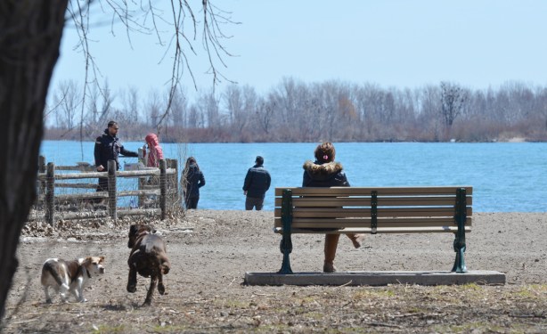 woman sitting on a bench under large trees by a beach, two dogs running towards the beach, some people standing by Lake Ontario