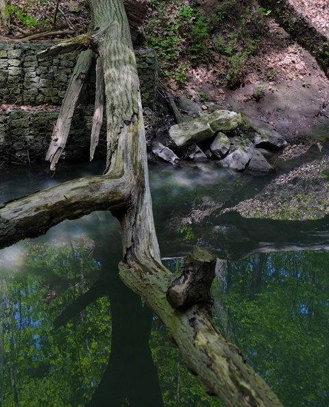 an old tree has fallen across a creek, small amount of water in the creek 