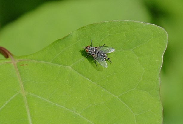 a fly on a leaf