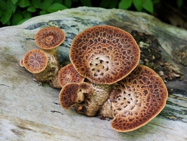 brown fungi mushrooms growing out of a dead log on the forest floor. flat topped, dark brown spots, 
