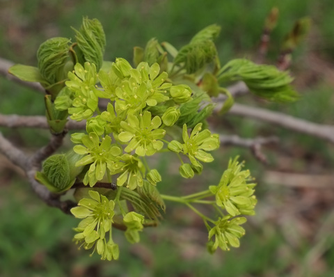 new yellowish green flowers on a tree, also leaf buds just opening, 