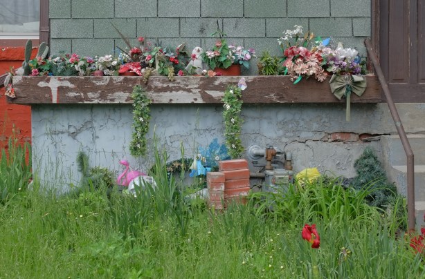 an overgrown front yard with very tall grass and one red tulip. Front of house has a brown window box, paint peeling, with plastic flowers and other stufff in i