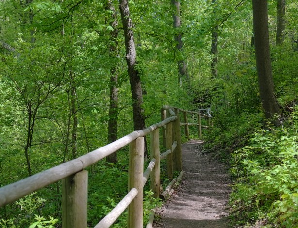 path through the woods with a wooden rail on the left side 