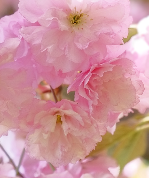 dense cluster of pink and white cherry blossoms