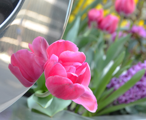 pink tulip growing beside a shiny metal sign, reflected in the sign, other spring flowers in the background.