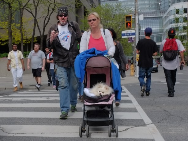 people crossing the street at an intersection, a woman in a pink top and white sweater is pushing a stroller with a fluffy small white dog in it, a man in a blue Jay t shirt, camo jacket and baseball hat, smoking a cigarette, is walking beside her 