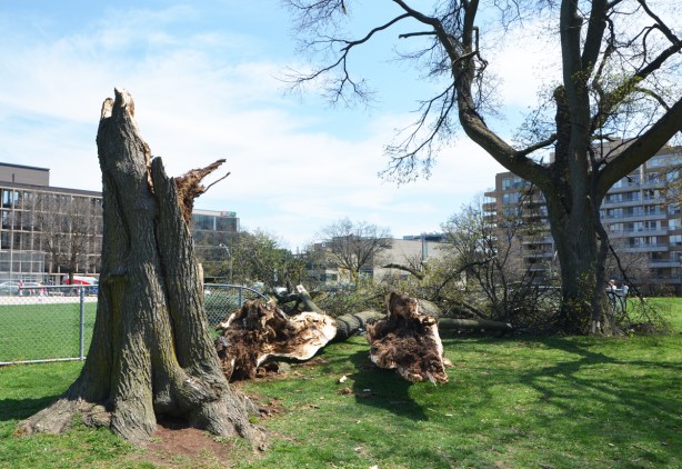 large sections of an old tree lie on the ground where they fell during a wind storm. They landed on a chain link fence that is now broken. in a park . 