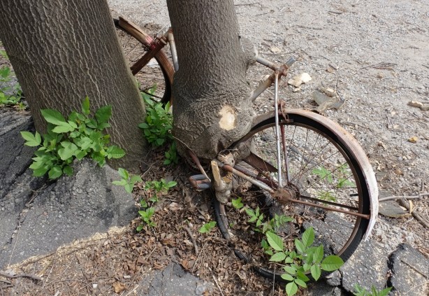 an old bike that had been left beside a tree, over the years the tree has grown around the pedals and gears of the bike 