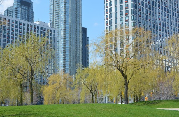 a park with green grass, trees just beginning to bud, in front of a number of glass and steel condo towers in downtown Toronto . willow trees and other kinds of trees. 