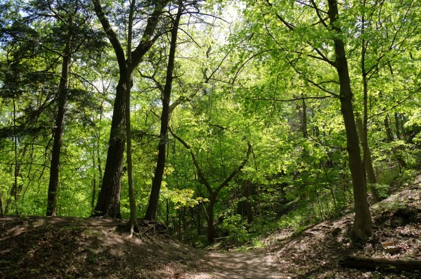 path through the woods, ots of trees of differing sizes 