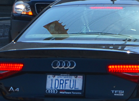 back of an audi with the licence plate 1drful, or wonderful,