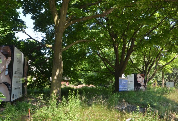 trees and overgrown yard, two large signs advertising townhouse developments to come