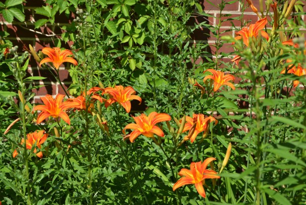 thistles, orange tiger lilies, and ivy, growing in a garden at the front of a house 