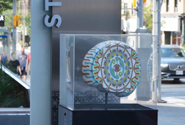 a brain from the brain project at yonge and St. Clair, in a plexiglass display case, minds eye by David Bagley