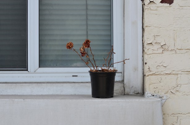 outside a window with white window frame, on beige house, a plant pot with dead roses 