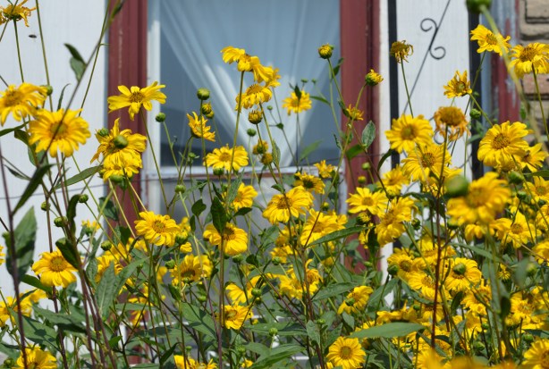 many tall yellow flowering plants in the front yard of a white house 