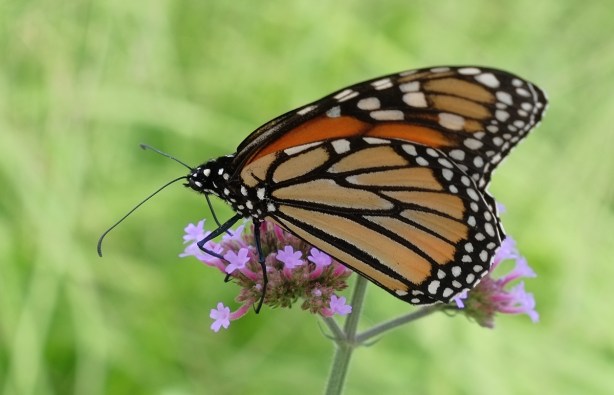 close up photo of a monarch butterfly on a pink flower 