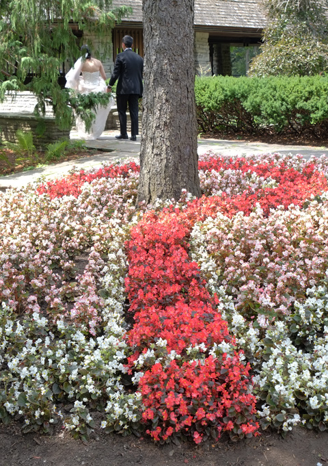 a bed of flowers in a garden, red and white begonias. The red flowers make the shape of a question mark. In the background are a bride in a white dress and a groom having their wedding photos taken. 