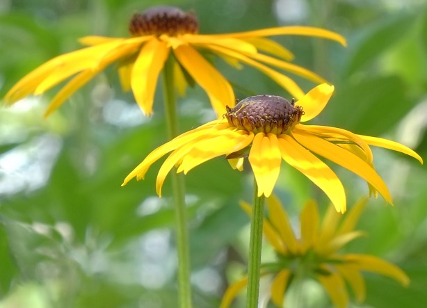 close up photo of two yellow flowers with dark brown centers, from the side 