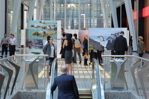 World press photo exhibit at Alan Lambert Galleria, a man comes up the escalator towards some of the photos in the nature category and the people who are looking at them. 