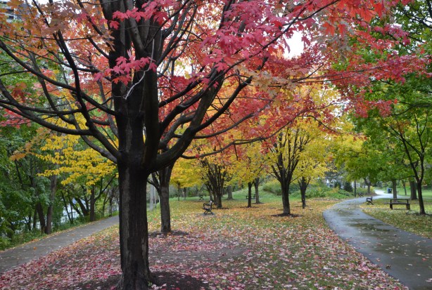 in a park, after the rain, autumn, red leaves and yellow leaves on the trees, many leaves on the ground