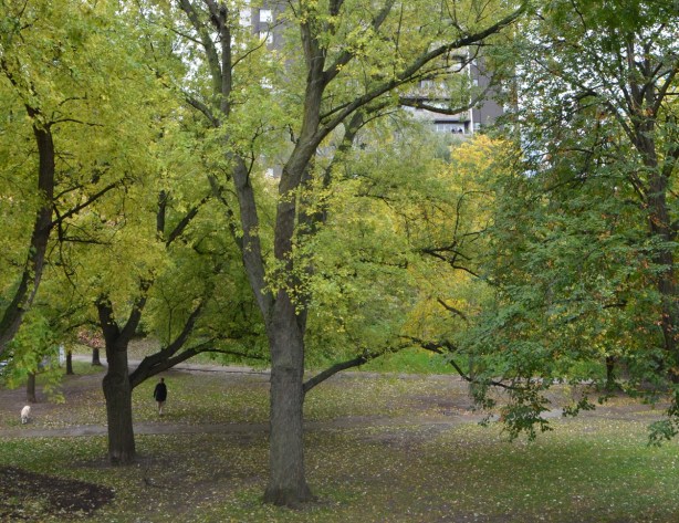 large trees in a park, a person walking in the park along with a white dog