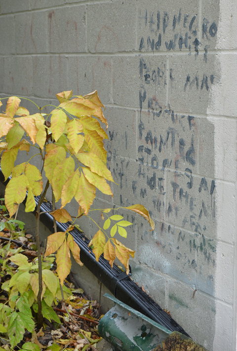 small sapling growing beside a concrete wall that has graffiti words written on it
