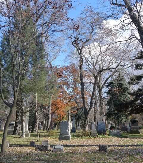 Necropolis cemetery, some tombstones, a pine tree, a tree with autumn leaves and some trees with no leaves, green grass 