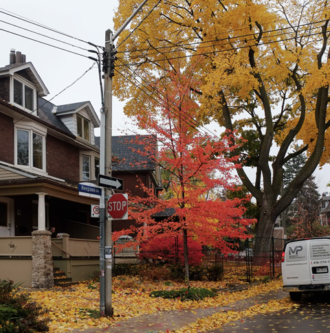 colourful leaves, red and yellow leaves on trees in a residential neighbourhood, Neepawa Street