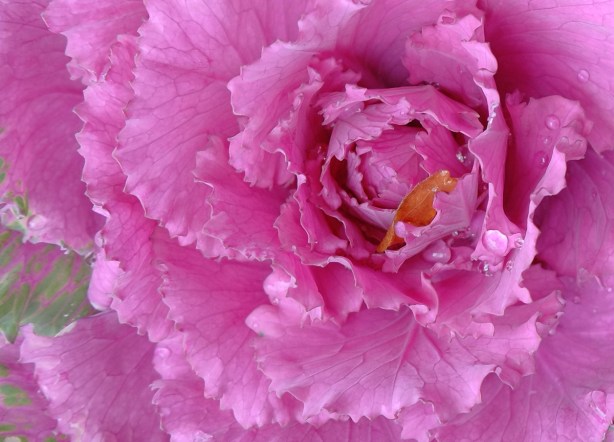 close up of the center of a pink flower 