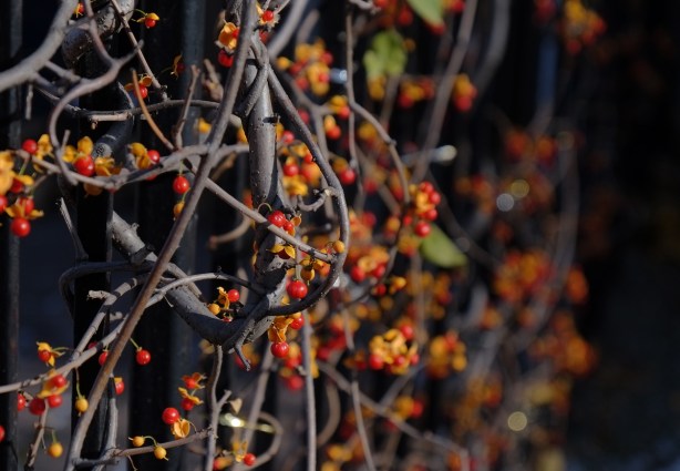 orange and red berries on vines, black background. 