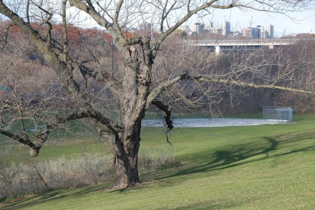tree in Riverdale Park, November, Bloor Viaduct in the background, also some highrise buildings
