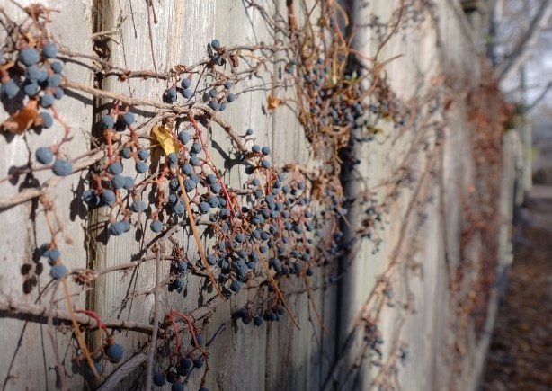 blue berries on vines, no leaves, on a wood fence 