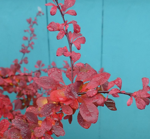 red leaves of a plant, wet from the rain, in front of a bright turquoise wall 