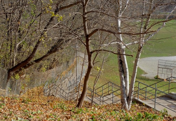 looking down a hill covered by dead leaves, a set of stairs winds its way up the hill, some trees too 