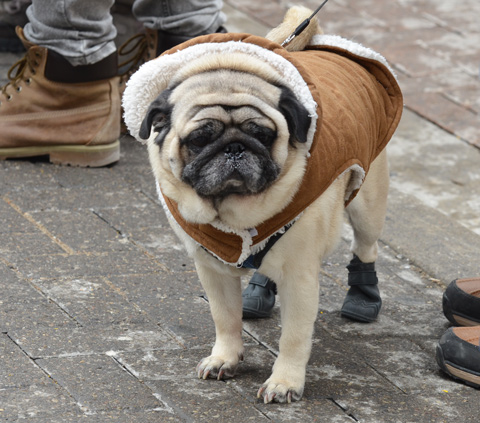 a pug wearing a sheep skin lined jacket